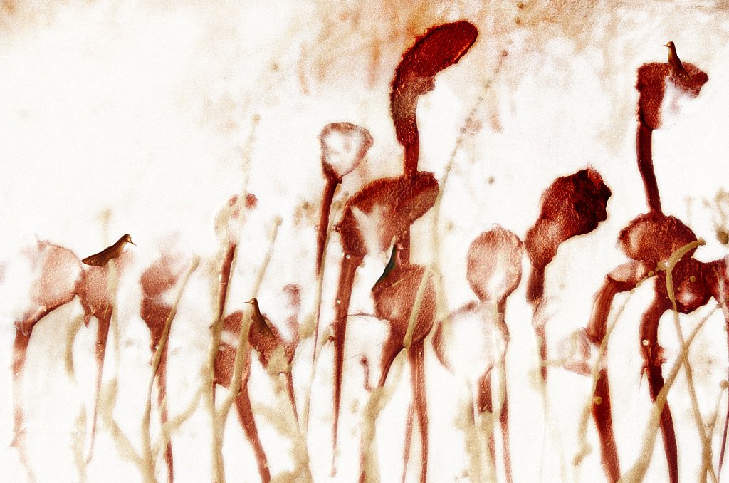 04-29-03-2011-Bosque.jpg